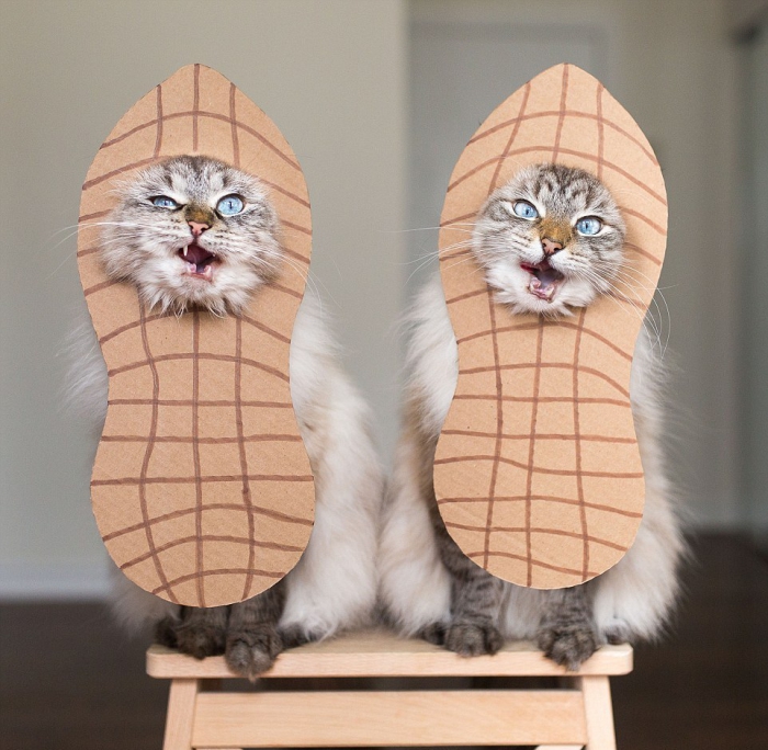 Кошки в маскарадных костюмах
