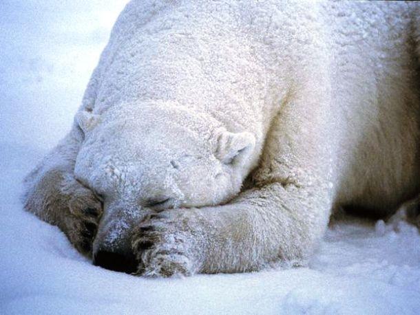 Интересные факты о полярных медведях