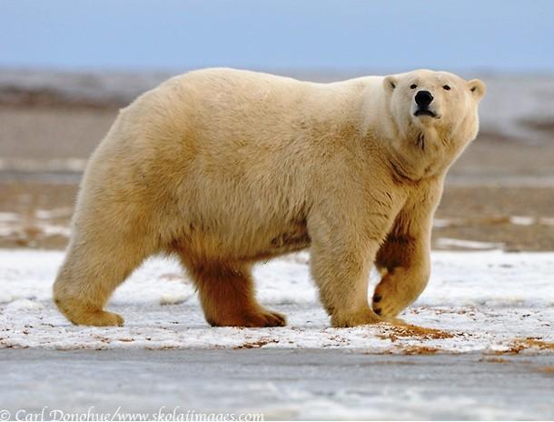 Интересные факты о полярных медведях