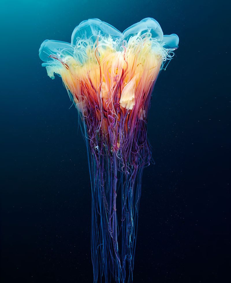 Невероятно красивые фотографии медуз
