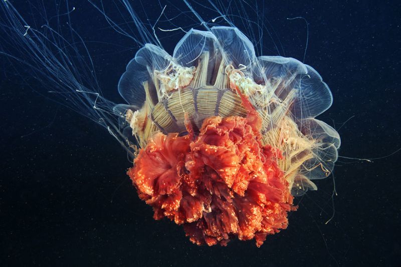 Невероятно красивые фотографии медуз