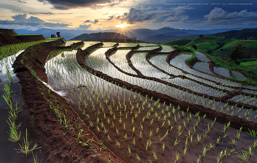 Фотографии рисовых террас