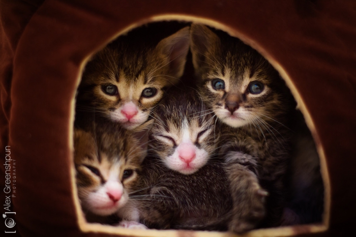 Лучшие фотографии кошек за 2014 год