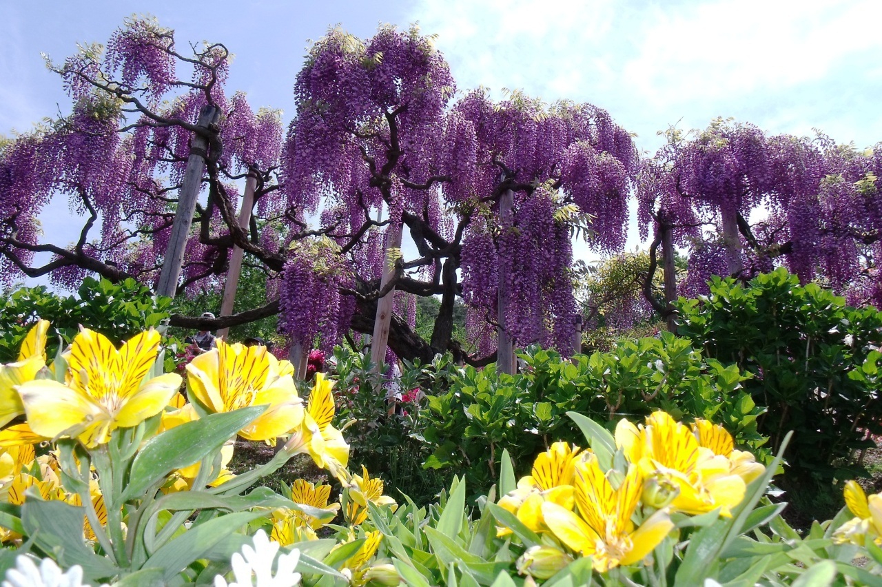Сад цветов Кавати Фудзи в Японии