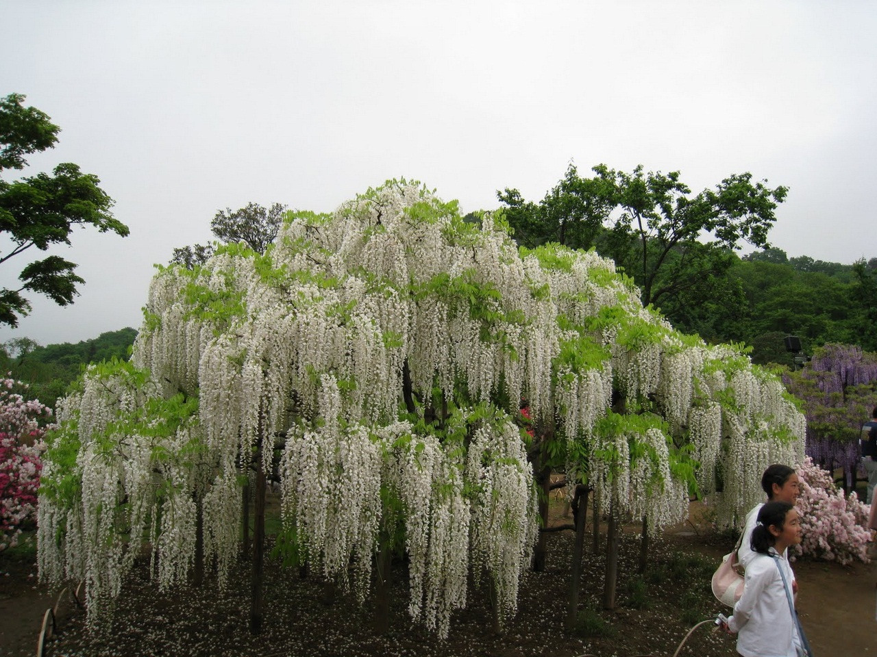 Сад цветов Кавати Фудзи в Японии