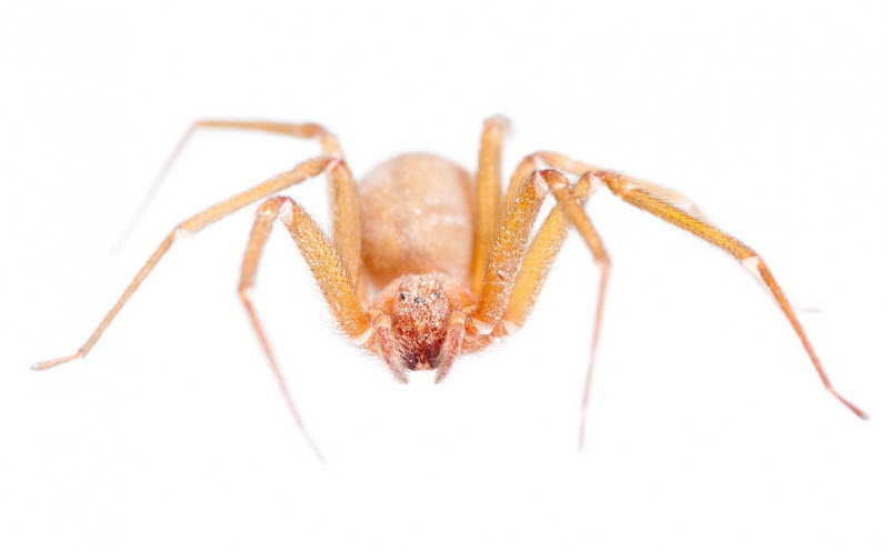 15 самых опасных пауков в мире