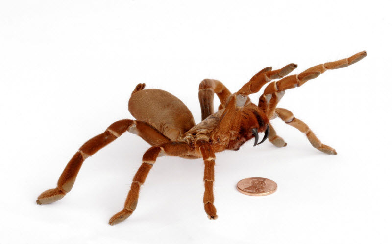 15 самых опасных пауков в мире