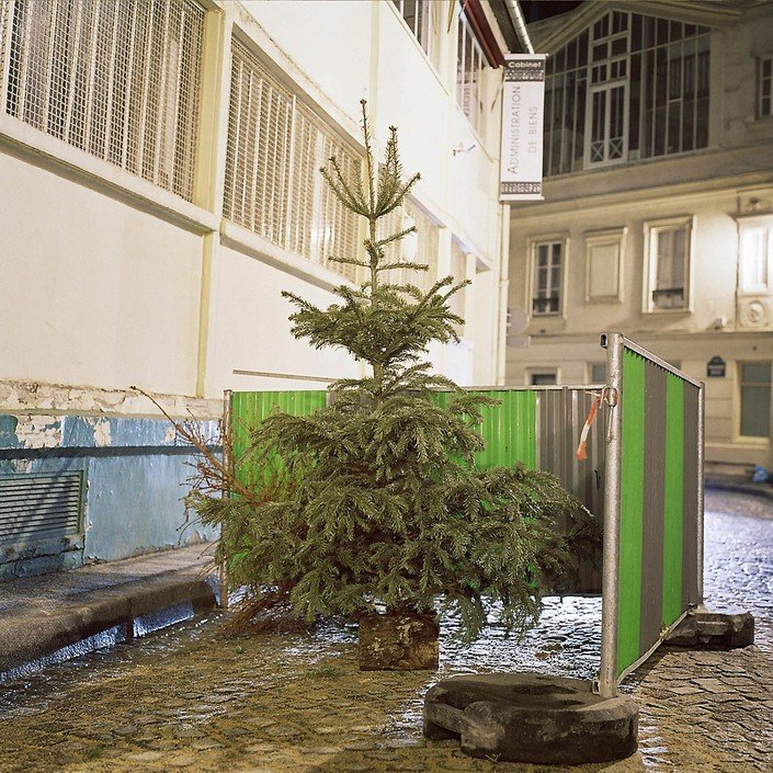 Выброшенные елки на улицах Парижа