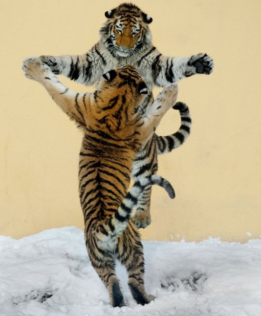 10 фотографий животных в медленном танце