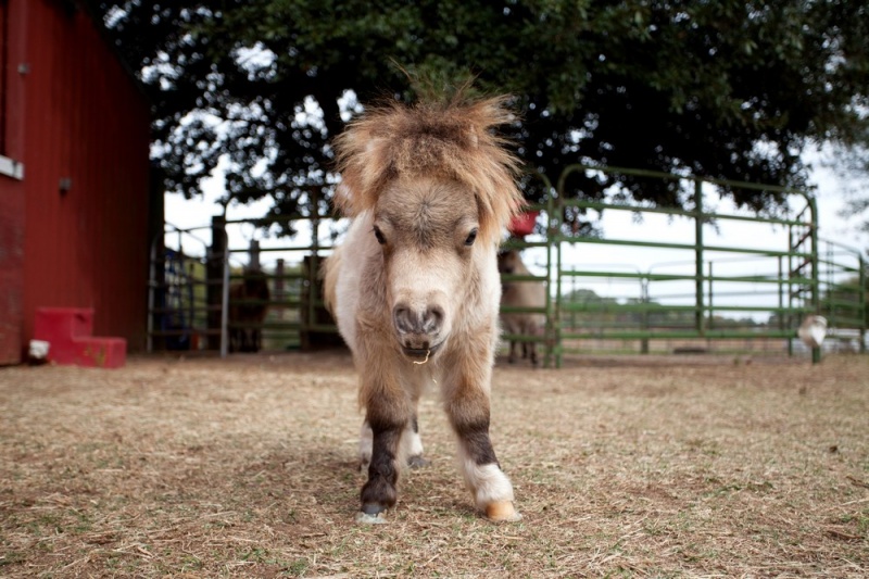 Миниатюрная пони по кличке Шэмми набирает популярность