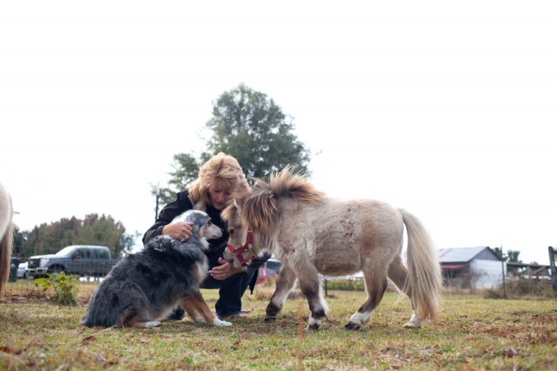 Миниатюрная пони по кличке Шэмми набирает популярность