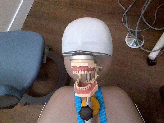 На чем тренируются студенты-стоматологи
