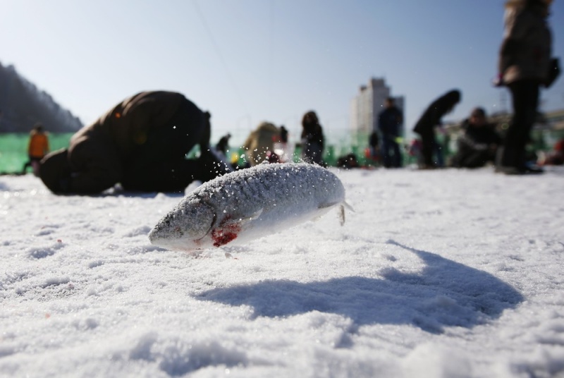 Ежегодный фестиваль подледной рыбалки в Южной Корее