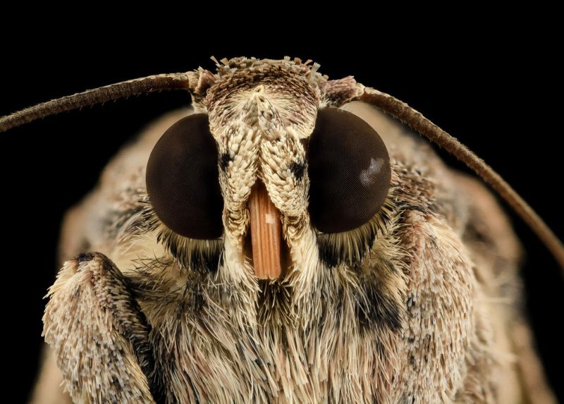 Лица насекомых крупным планом