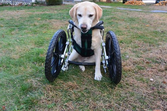 Инвалидные коляски для наших четвероногих друзей