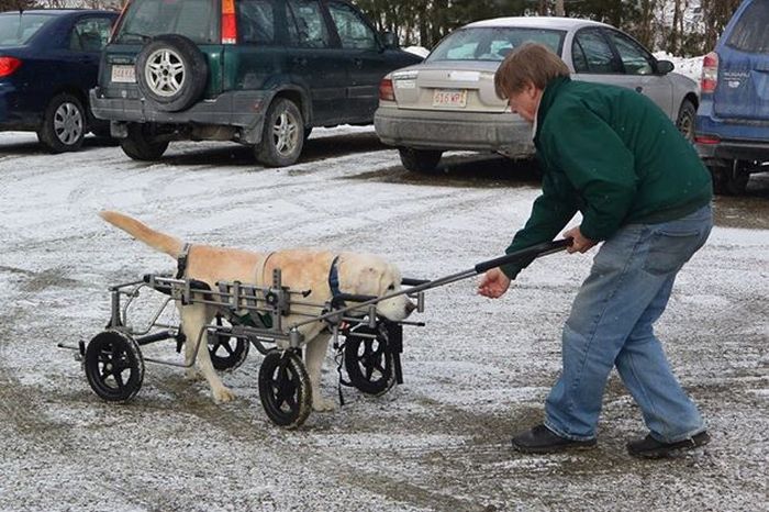 Инвалидные коляски для наших четвероногих друзей
