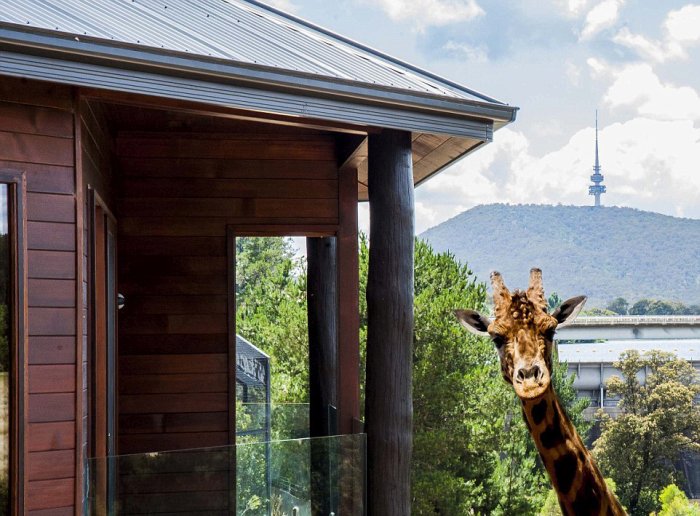 Отель с дикими животными в австралийском зоопарке