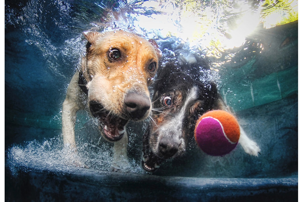 Собаки в бассейне