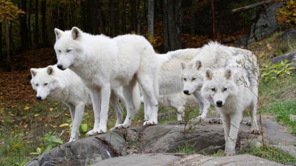 Удивительные факты о волках