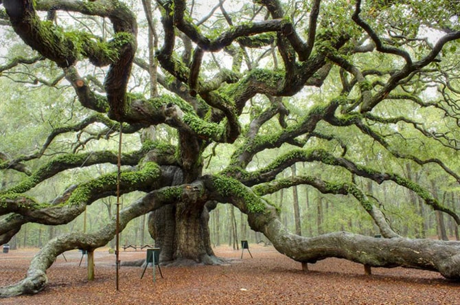 Впечатляющие фотографии деревьев