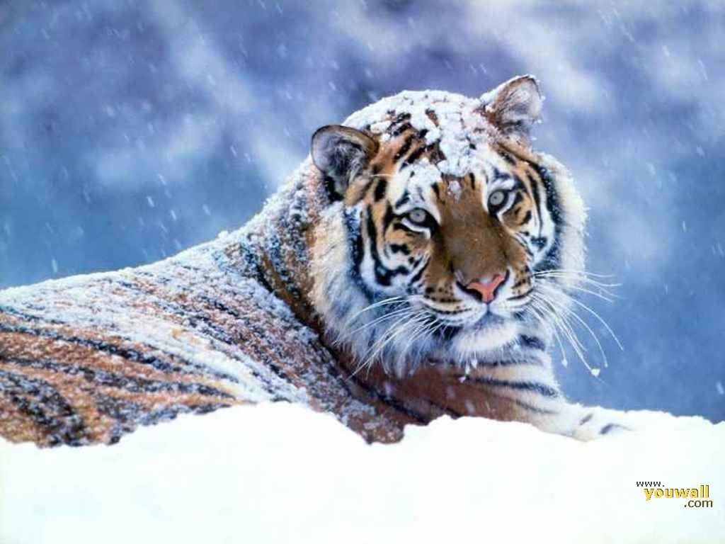 Животные в зимний период