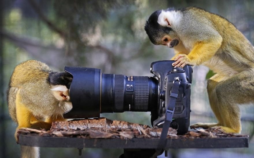 Когда животные увлечены фотографией