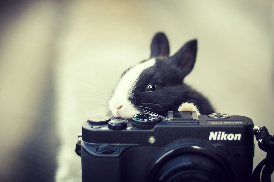 Когда животные увлечены фотографией