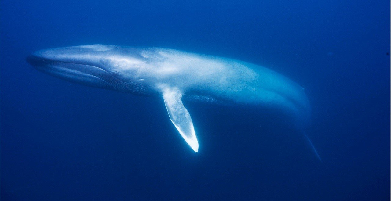 Синий кит - самое большое современное животное