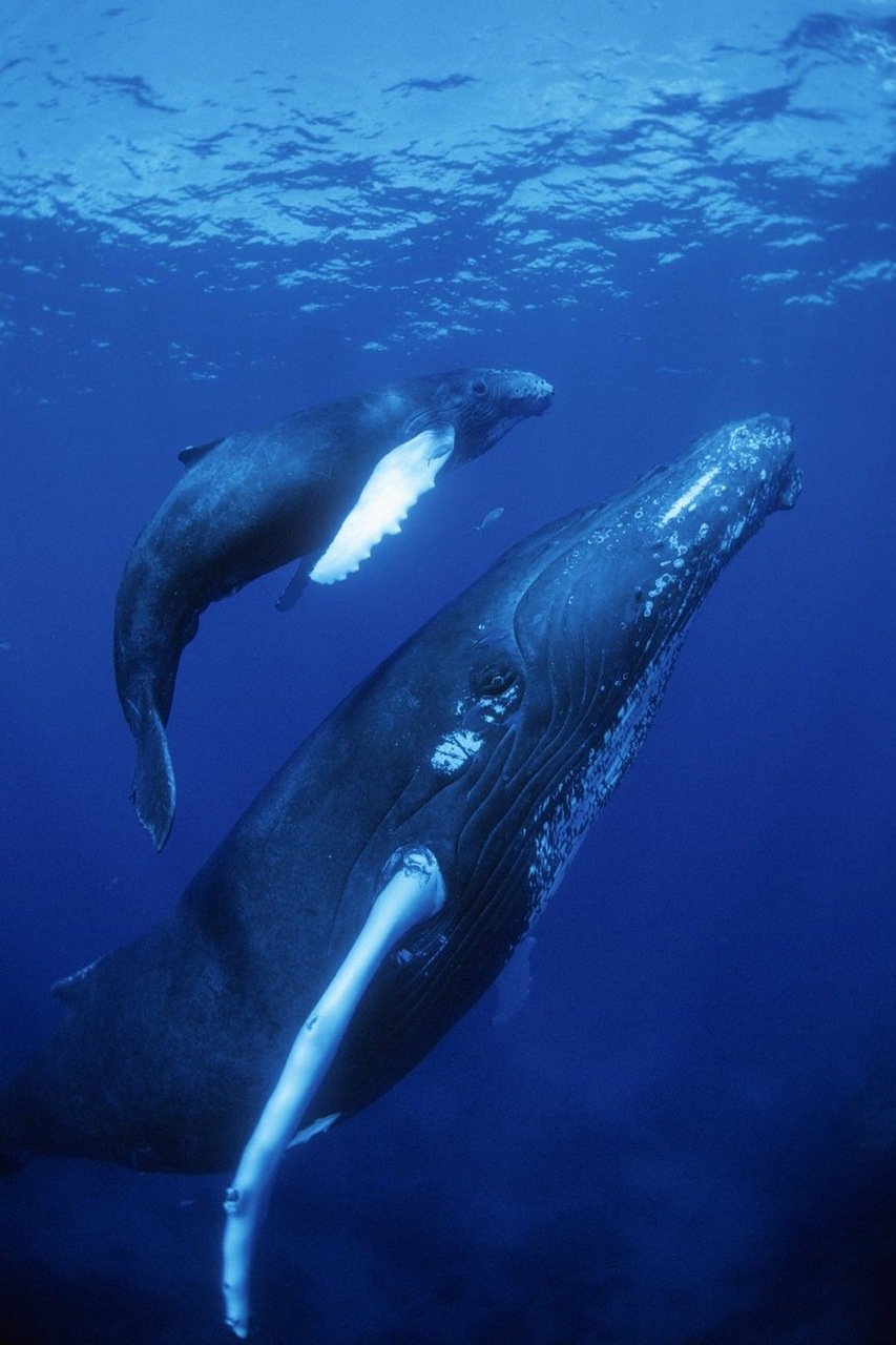 Синий кит - самое большое современное животное