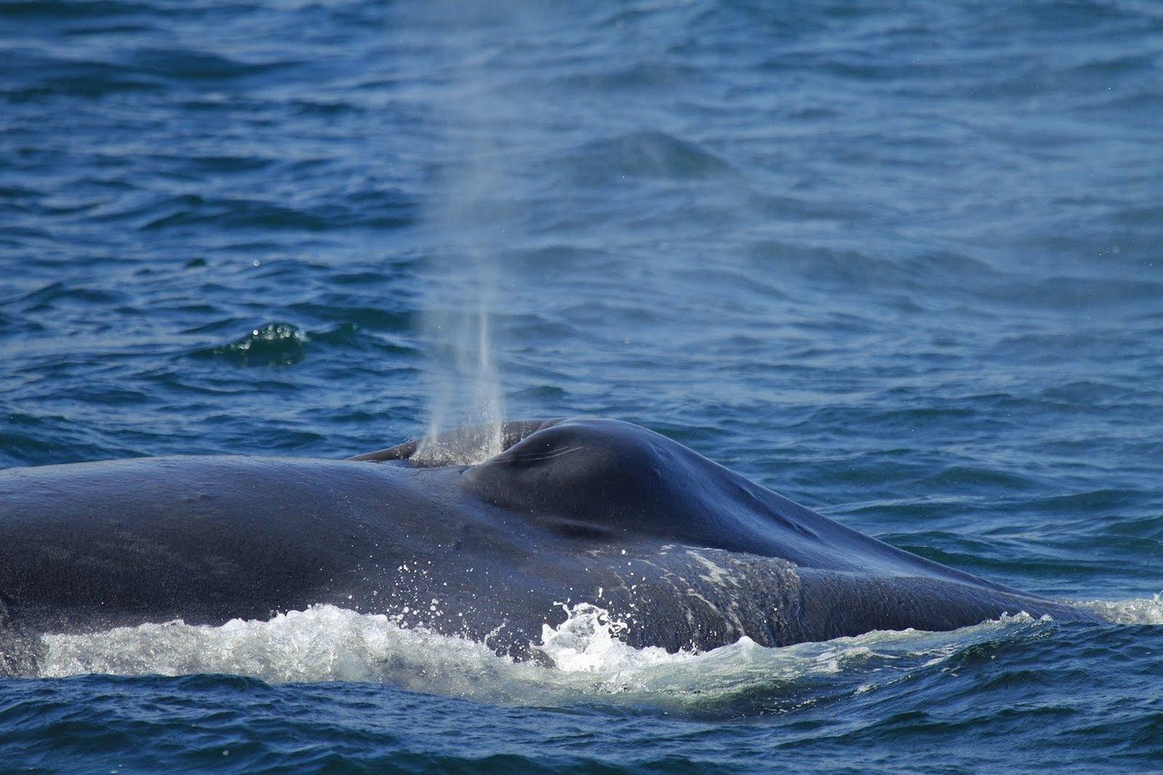 Кит самое большое млекопитающее. Млекопитающие морские животные кит. Дыхало синего кита. Животные китообразные кит синий млекопитающие. Синий кит млекопитающий.