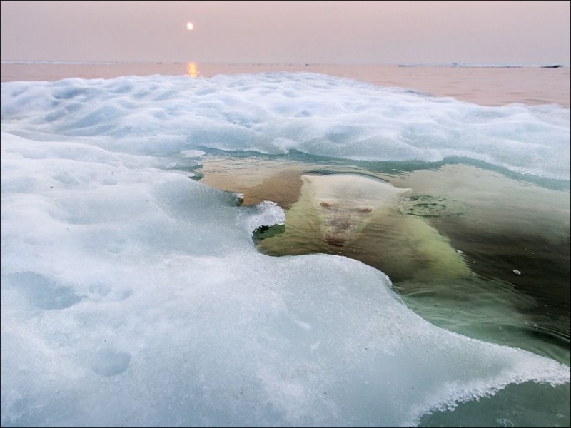 Шикарные фотографии полярных медведей