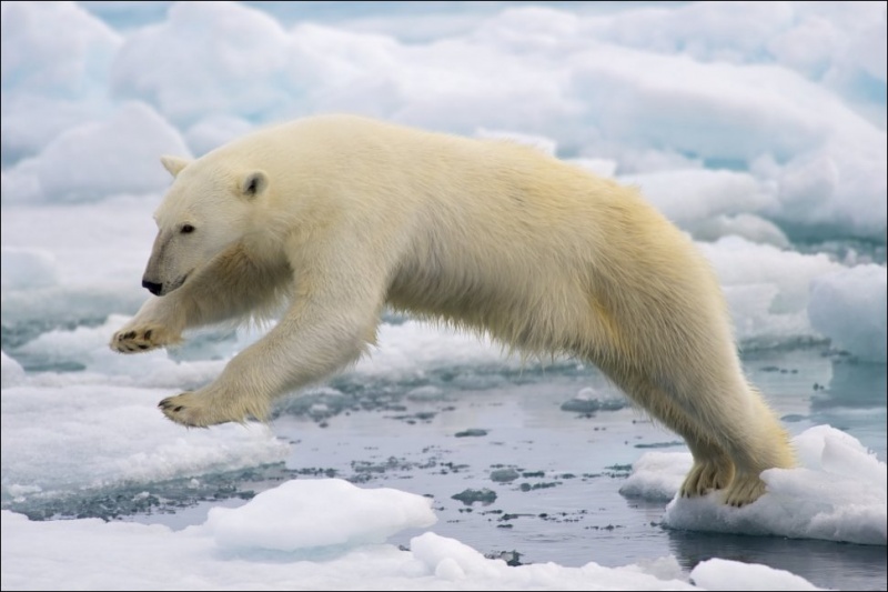Шикарные фотографии полярных медведей