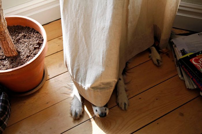 Собаки любят прятаться от своих хозяев