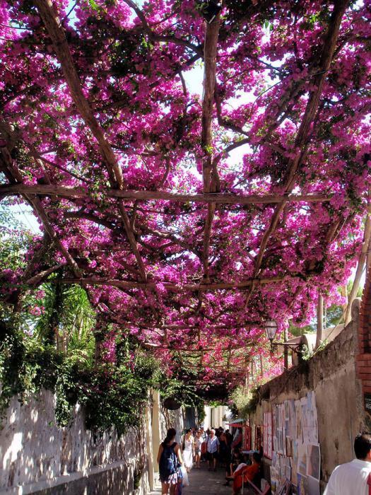 Волшебные улицы в тени цветов и деревьев