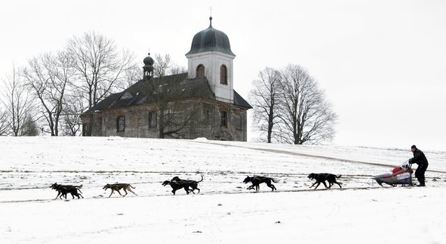 Гонки на собачьих упряжках в Чехии