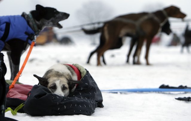 Гонки на собачьих упряжках в Чехии