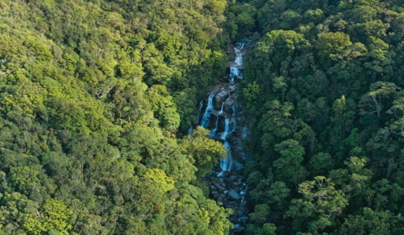 10 самых больших лесов на планете