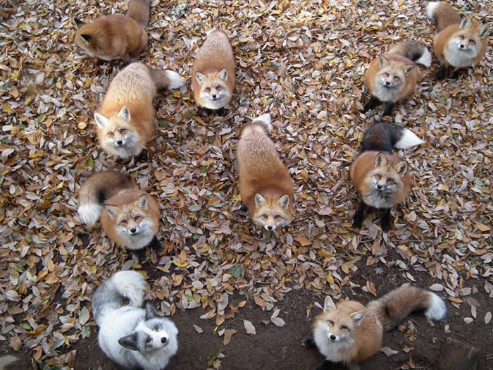 Деревня лис в Японии