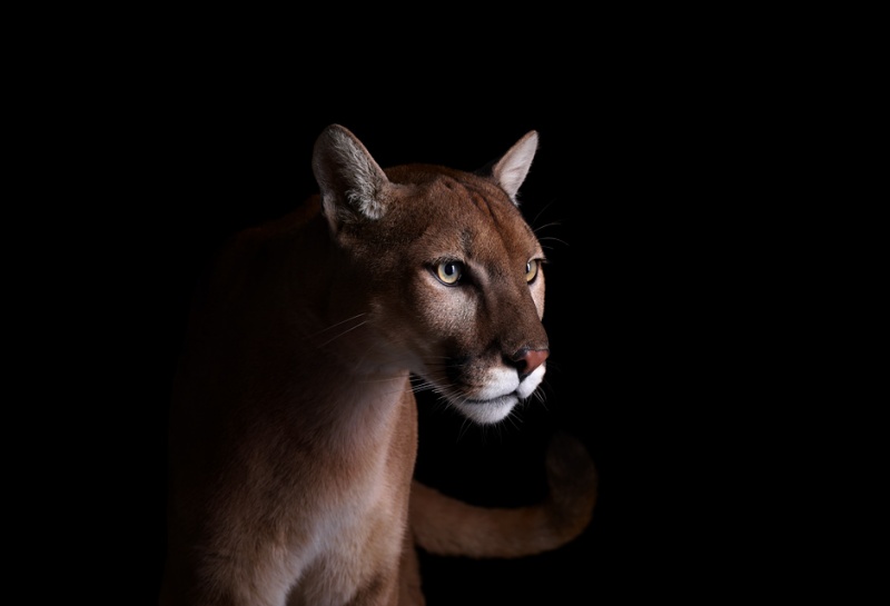 Портреты диких животных от фотографа Брэда Уилсона 