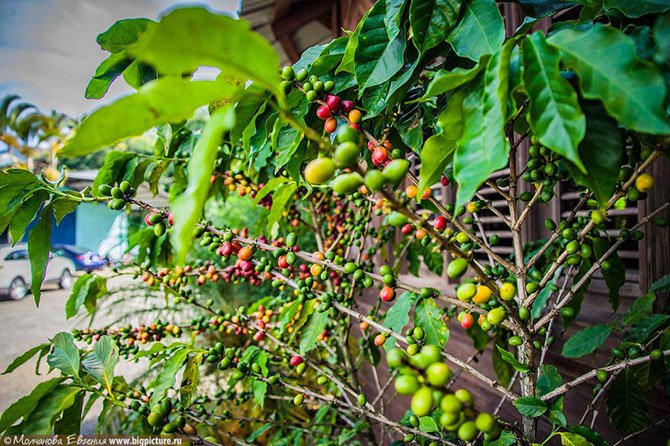 Производство кофе в Доминикане