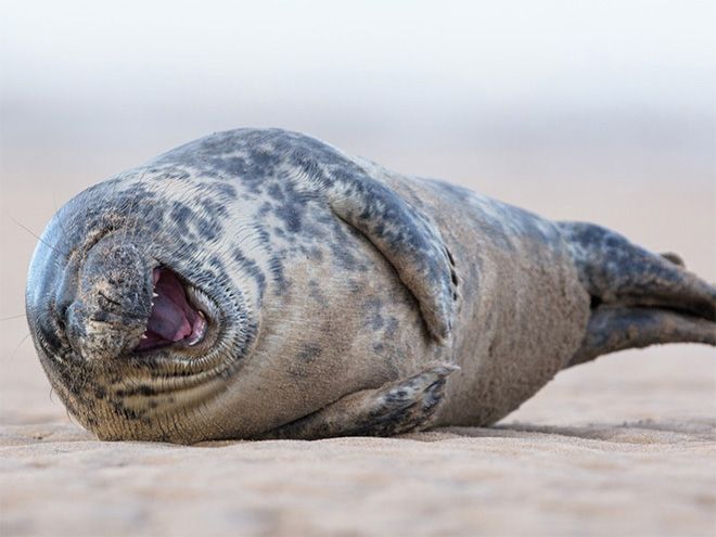 Морские котики и тюлени любят улыбаться