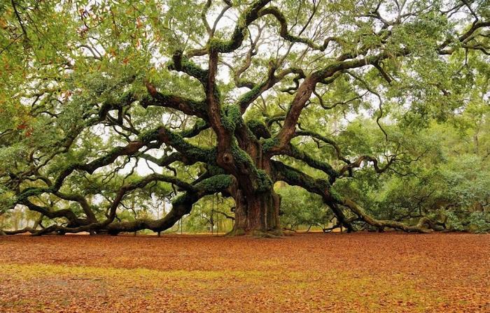 Самые красивые и необычные деревья в мире