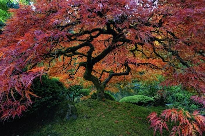 Самые красивые и необычные деревья в мире