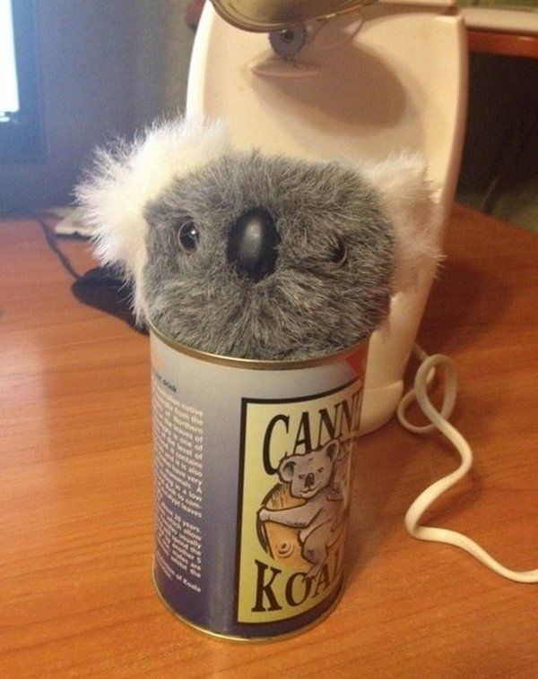 Консервированная коала - сувенир из Австралии
