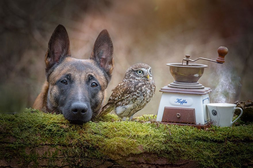 Необычная дружба овчарки и совы
