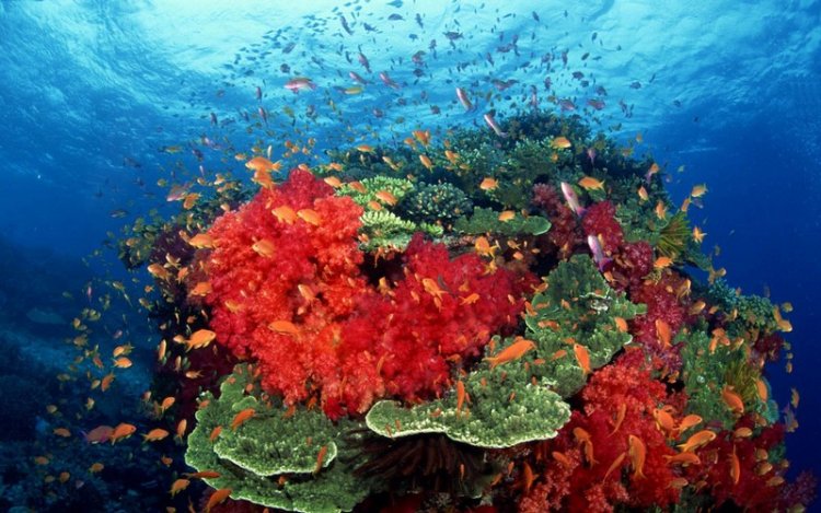 В мире кораллового рифа