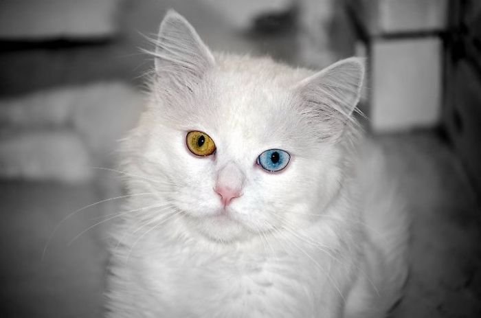 Животные с разноцветными глазами