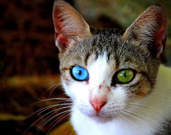 Животные с разноцветными глазами