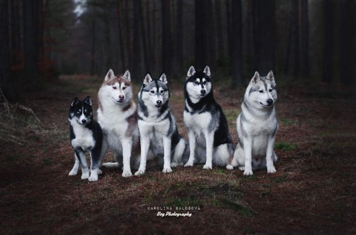 Милые портреты собак