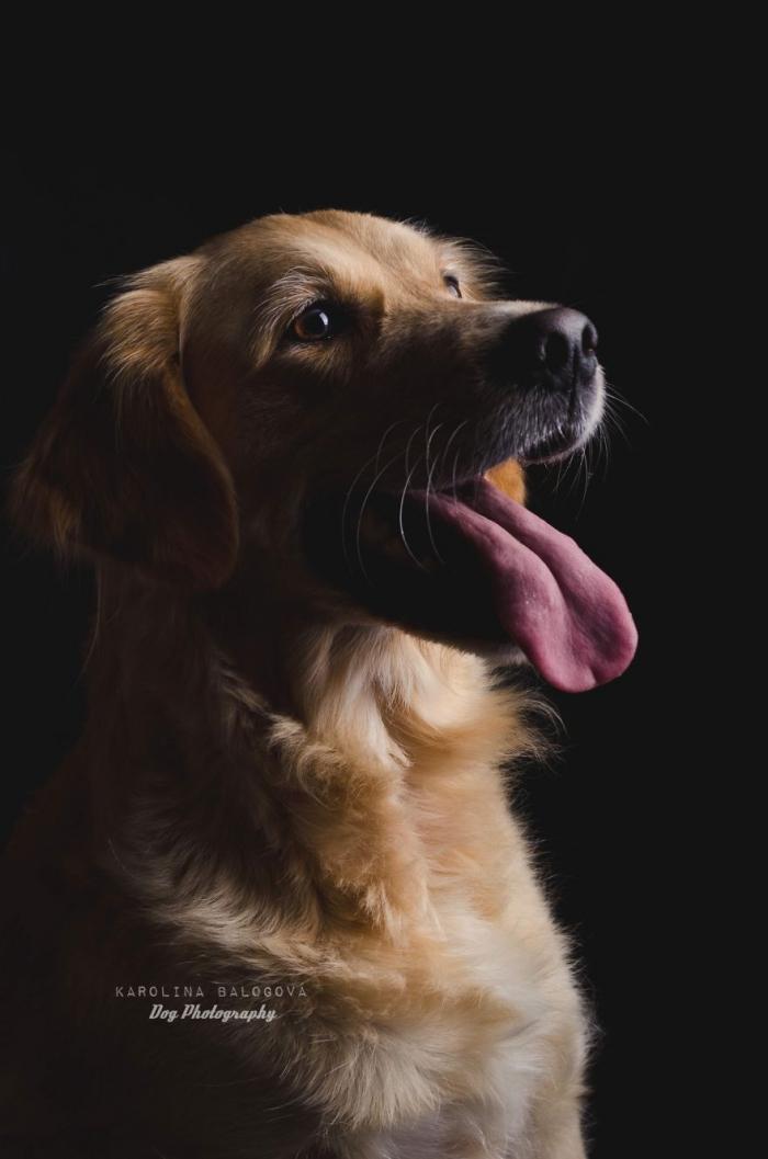 Милые портреты собак